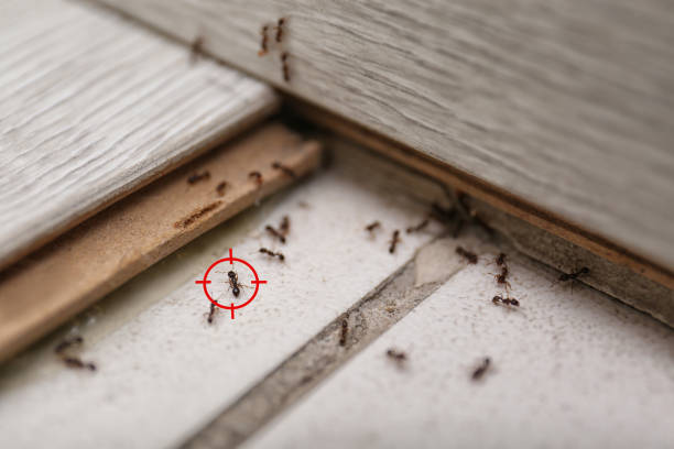 Best Pest Control Treatment  in Webster, TX