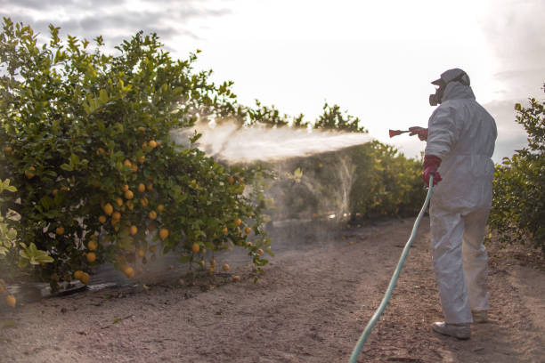 Best Residential Pest Control  in Webster, TX