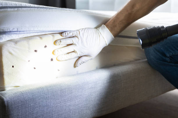 Best Rat Extermination Near Me  in Webster, TX
