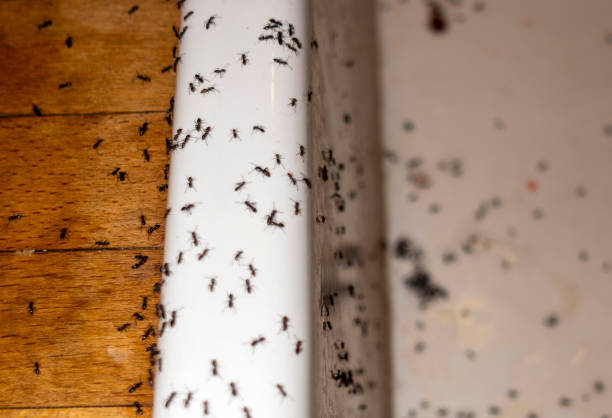 Best Pest Prevention Services  in Webster, TX