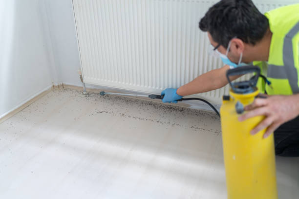 Best Ant Control Services  in Webster, TX
