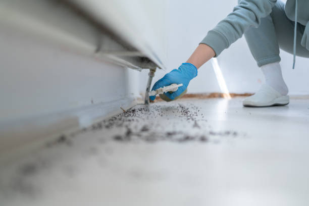 Wasp Removal Services in Webster, TX